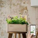 BerlinGreen GreenBox - Birke_App