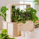 BerlinGreen GreenBox - Birke_Lifestyle